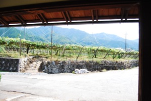 front gate to vineyard
